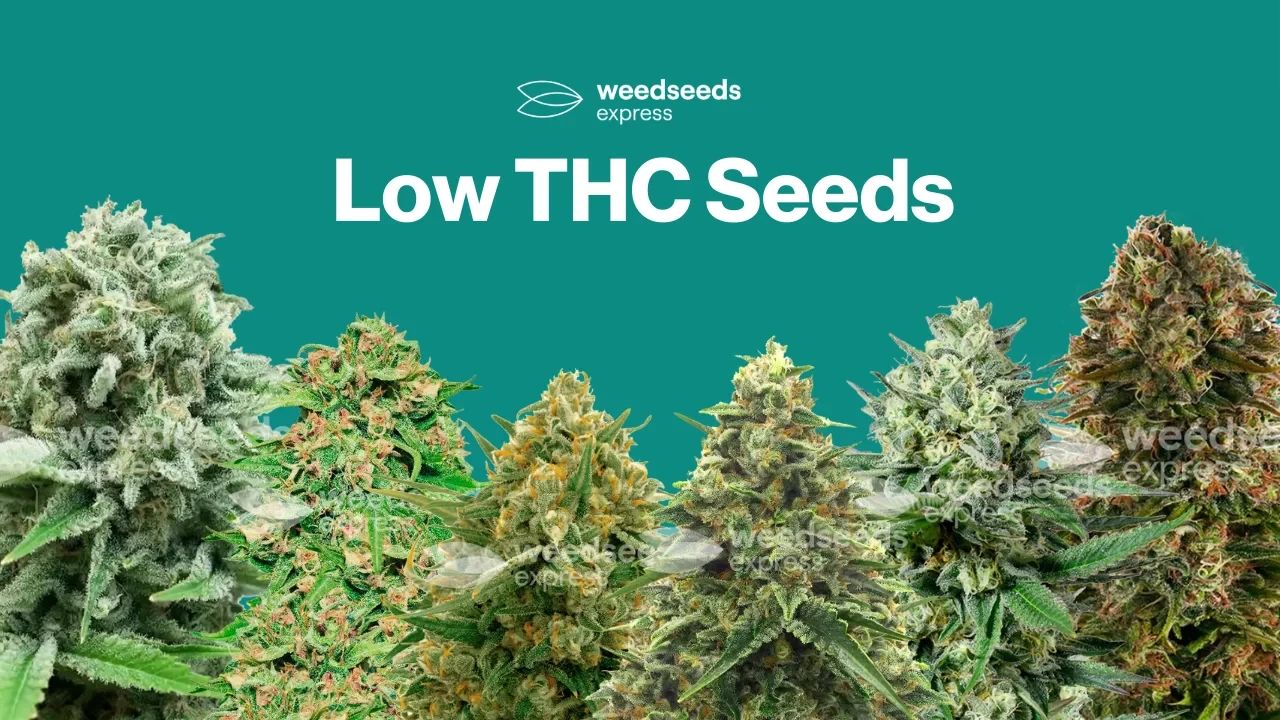 Low THC Seeds